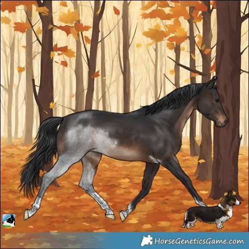 Horse Color:White Spotted Brown Tobiano Rabicano 