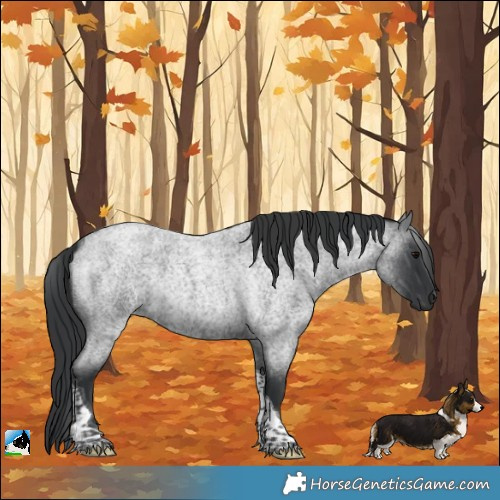 Horse Color:Blue Roan Tobiano Rabicano 