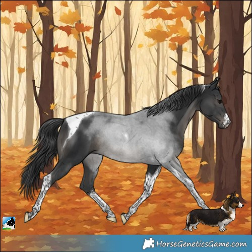 Horse Color:White Spotted Black Tobiano Rabicano