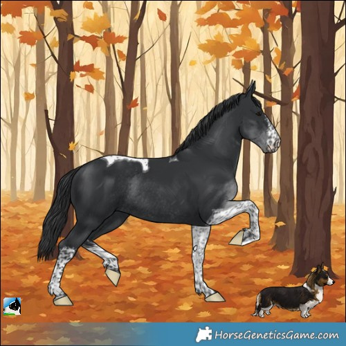 Horse Color:White Spotted Black Tobiano Rabicano 