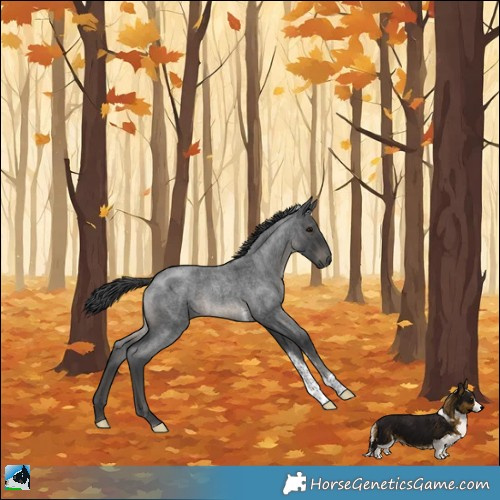 Horse Color:Blue Roan Tobiano Rabicano 