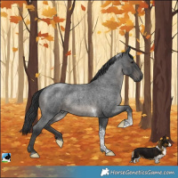 Horse Color:Blue Roan Tobiano Rabicano 