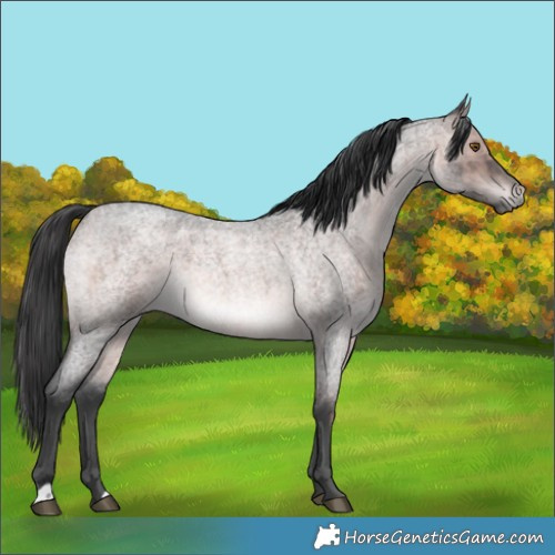 Horse Color:Platinum Brown Roan Rabicano 