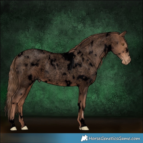 Horse Color:Void White Spotted Brown Roan Pearl Rabicano 