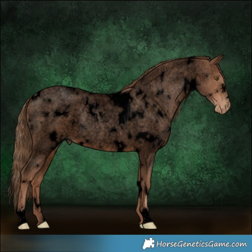Horse Color:Void White Spotted Brown Roan Pearl Rabicano 