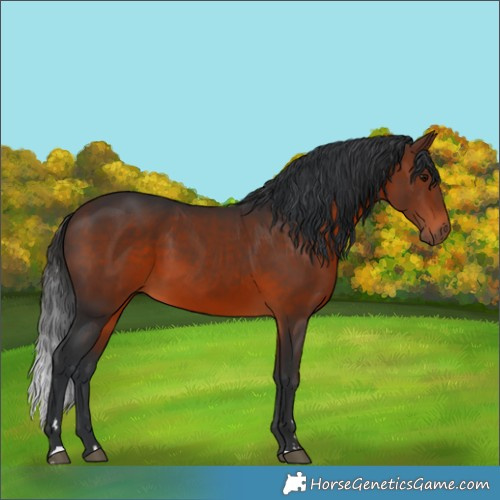 Horse Color:Brown Rabicano 
