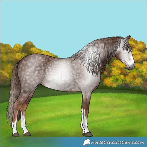 Horse Color:Gray Chestnut