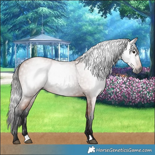 Horse Color:Gray Bay 