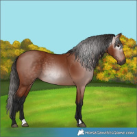 Horse Color:Gray Bay 