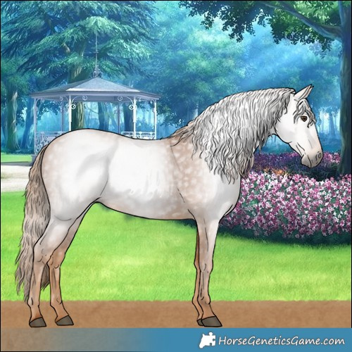 Horse Color:Gray Chestnut 