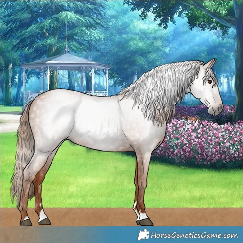 Horse Color:Gray Chestnut 