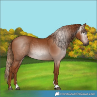 Horse Color:Gray Chestnut