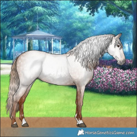 Horse Color:Gray Chestnut 