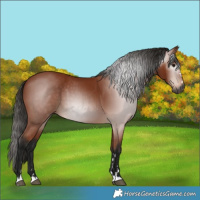 Horse Color:Gray Bay