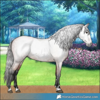 Horse Color:Gray Bay 