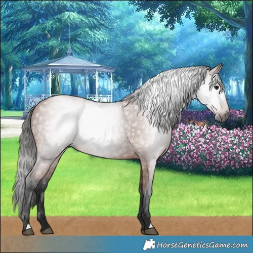 Horse Color:Gray Bay 