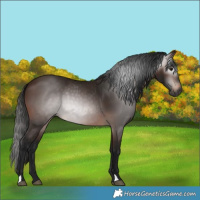Horse Color:Gray Bay 