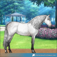 Horse Color:Gray Bay 