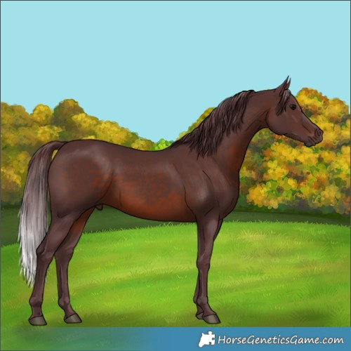 Horse Color:Chocolate Brown Rabicano 