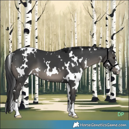 Horse Color:White Spotted Black 