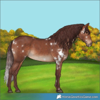 Horse Color:White Spotted Chocolate Brown 
