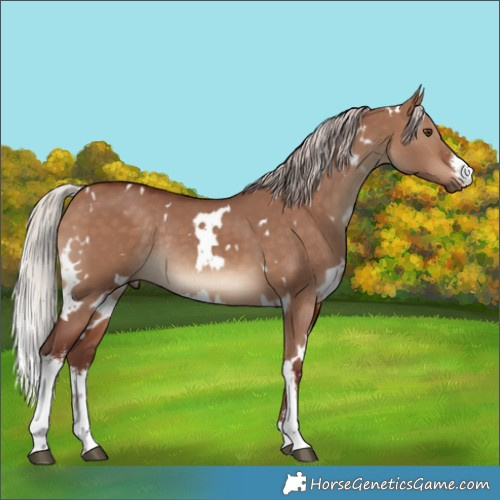 Horse Color:White Spotted Chocolate Silver Brown Dun Rabicano 