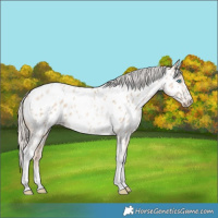 Horse Color:Chocolate Palomino Pearl Dun Tobiano Near Leopard 