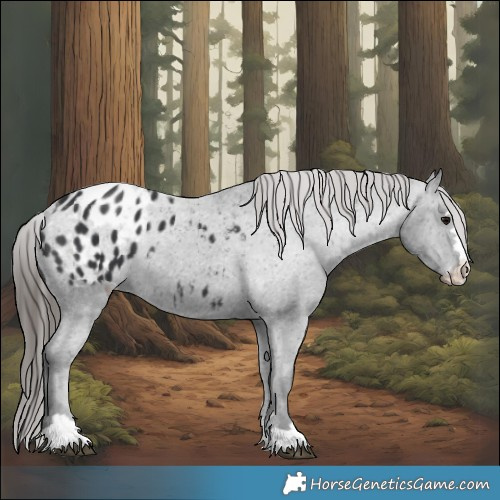 Horse Color:Black Appaloosa 
