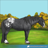 Horse Color:Black Appaloosa