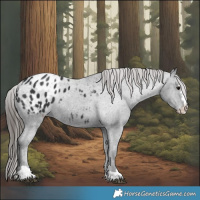 Horse Color:Black Appaloosa 