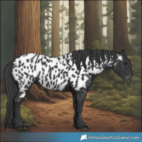 Horse Color:Black Near Leopard