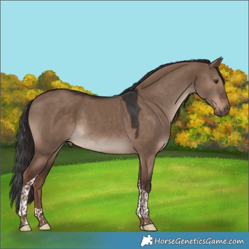 Horse Color:Liver Red Dun Tobiano 