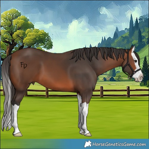 Horse Color:Bay Splash