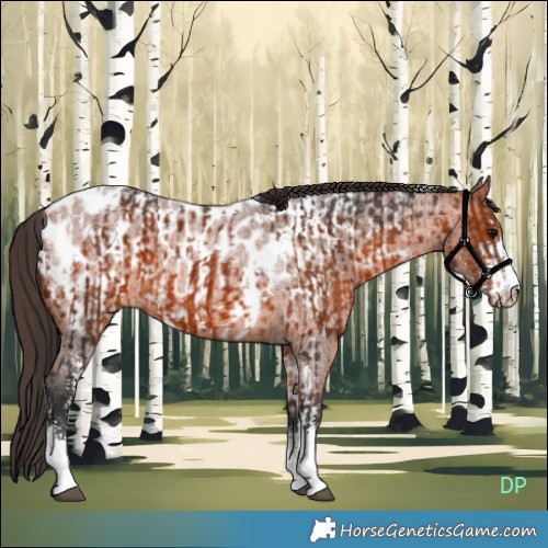 Horse Color:Brown Tobiano  and Bay Roan Sabino Appaloosa 