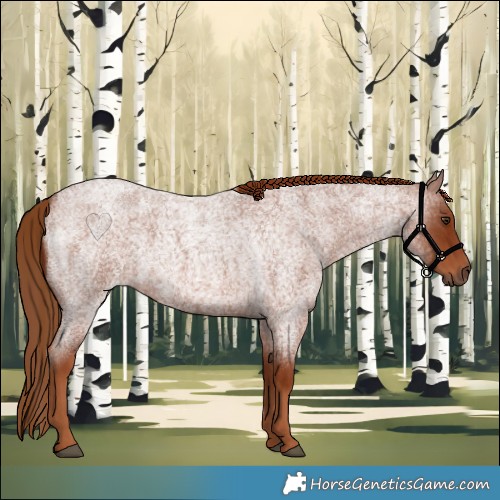 Horse Color:Red Roan 