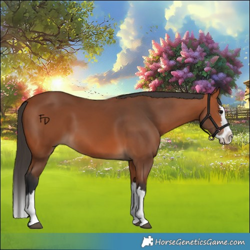 Horse Color:Bay Splash 