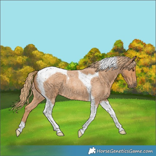 Horse Color:Red Roan Tobiano 