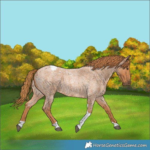 Horse Color:Red Roan Tobiano 