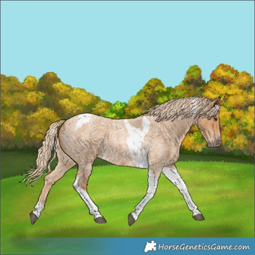 Horse Color:Red Roan Tobiano