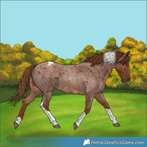 Horse Color:Red Roan Tobiano 