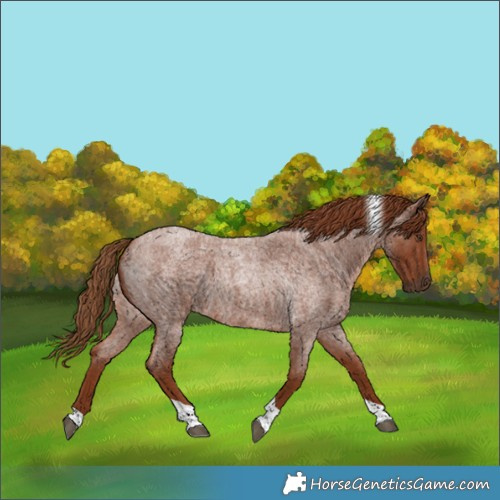 Horse Color:Red Roan Tobiano 