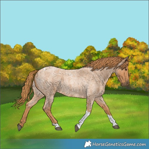 Horse Color:Red Roan Tobiano 