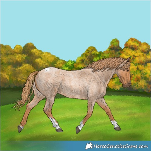 Horse Color:Red Roan Tobiano 