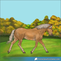 Horse Color:Palomino 