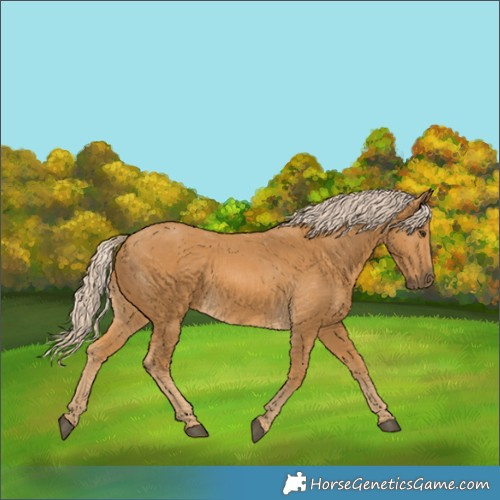 Horse Color:Palomino 