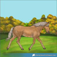 Horse Color:Palomino 