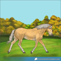 Horse Color:Palomino 
