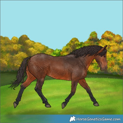 Horse Color:Bay 