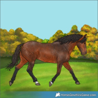 Horse Color:Bay 