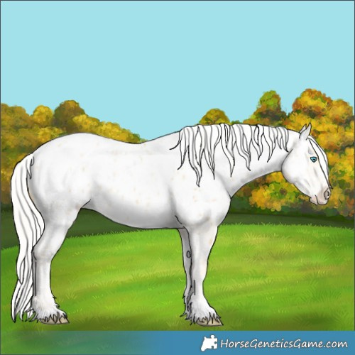 Horse Color:Silver Buckskin Pearl Appaloosa 